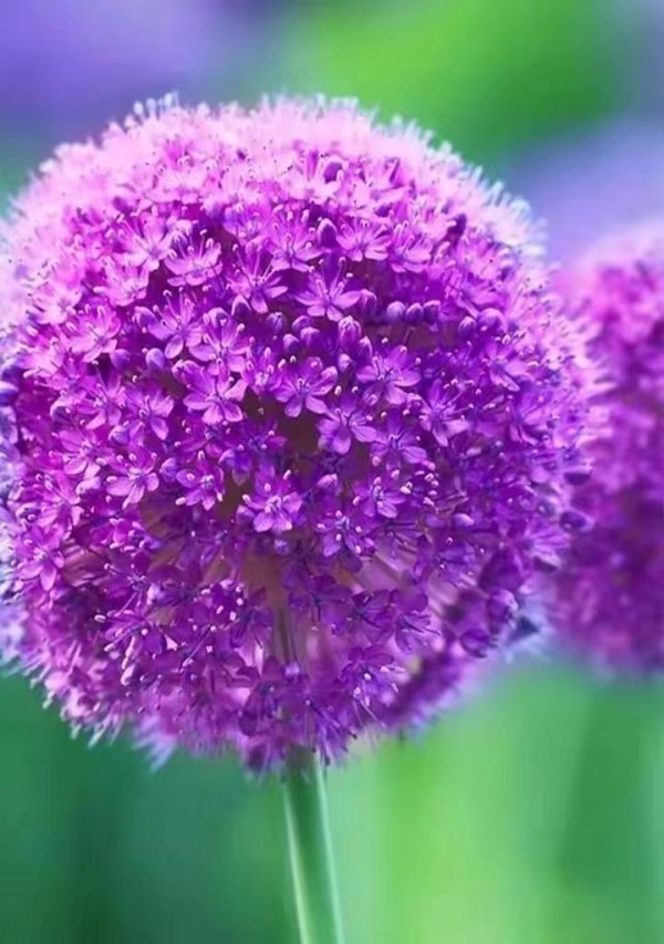 紫色花的含义是什么？紫色花朵代表什么？