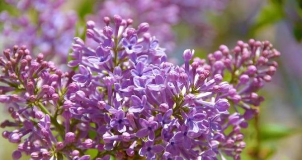 紫色花的含义是什么？紫色花朵代表什么？