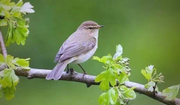 探索人生价值：成功、快乐与幸福的真谛