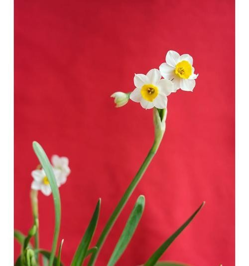 多喜乐花语是什么？哪种花代表着快乐和喜悦？