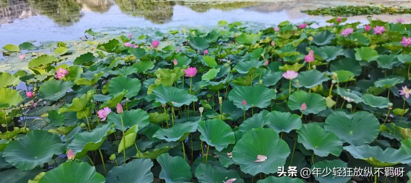 不谈亏欠不负遇见：#怎么生活才能开心快乐#以下是一些可以帮助你更加开心生活的方法：

1. 保持积极的态度。无论遇到什么困难或挑战，都要保持积极的心态。相信自己有能力克服困难并找到解决问题的方法。
2. 培养兴趣爱好。拥有一项兴趣爱好可以让你在日常生活中找到乐趣和满足感。无论是读书、旅行、运动、音乐还是其他爱好，它们都可以让你更加充实和有意义。
3. 与家人和朋友建立更紧密的联系。与家人和朋友保持...