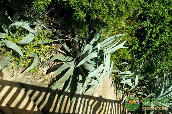 园艺植物常见病虫害症状及防治方法-图片版权归惠农网所有