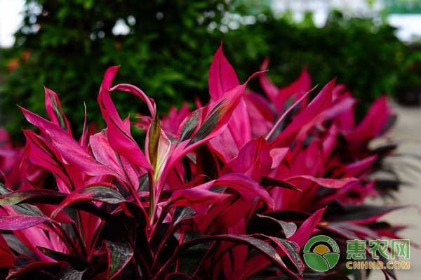园艺植物常见病虫害症状及防治方法-图片版权归惠农网所有