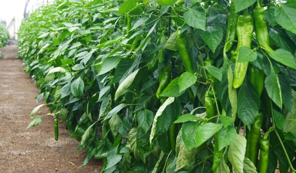 Diferentes capas del suelo en jardinería