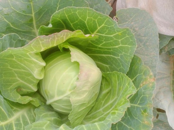 羽衣甘蓝植物特写