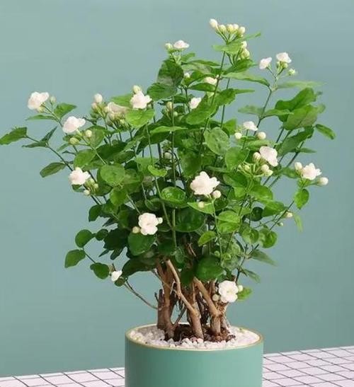 夏天驱蚊的花卉种类与使用技巧（选择正确的驱蚊花卉，为夏天创造宜居环境）