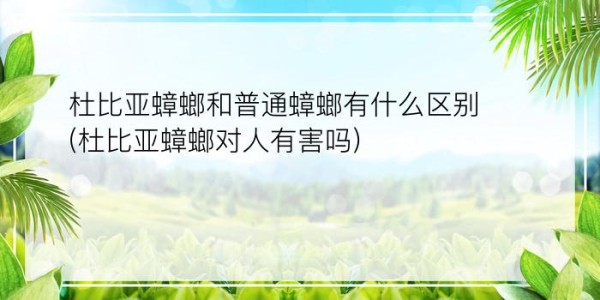 杜比亚蟑螂和普通蟑螂有什么区别(杜比亚蟑螂对人有害吗)