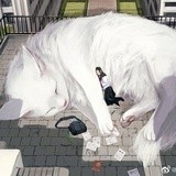 高小糕丶