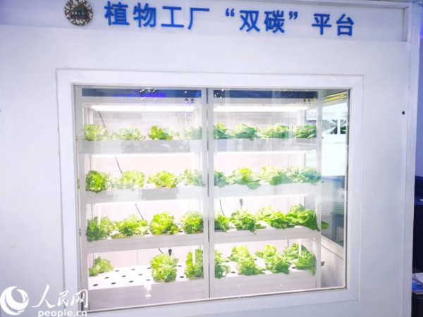 在中关村论坛展览（科博会）现场展示的植物工厂。人民网记者 李栋摄