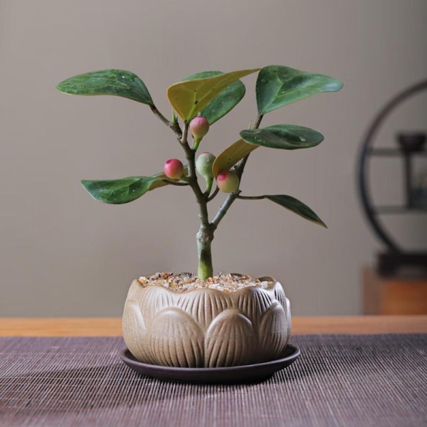 禅意生活美学：一株菩提一挂珠，唤醒都市人的静心时刻