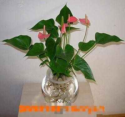 水培植物的养殖方法