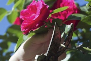 花园设计