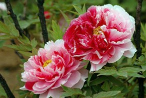 花园设计
