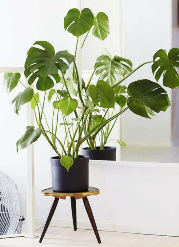室内绿植怎么养护？记住这三点就够了！ 第4张