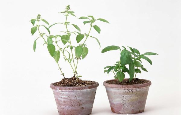 植物养护“小窍门”集锦