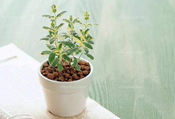 植物养护“小窍门”集锦 第2张