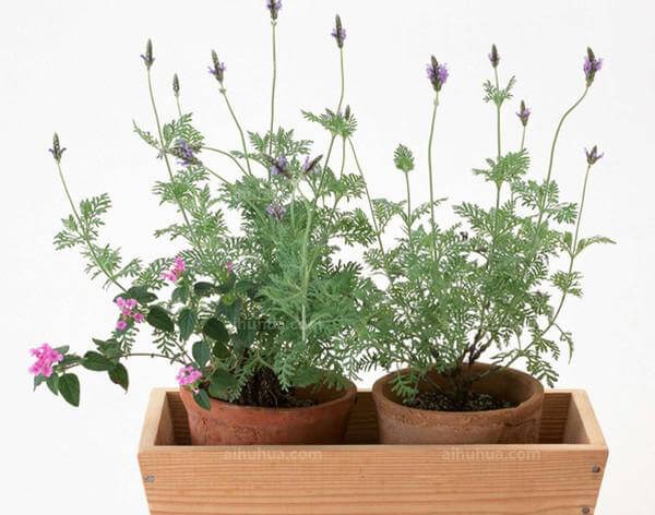 植物养护“小窍门”集锦 第4张