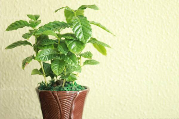 植物养护“小窍门”集锦 第6张