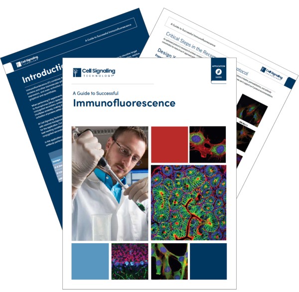 A Guide to Successful Immunofluorescence_thumbnail