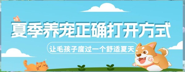 夏季宠物养护指南：误区与科学方法