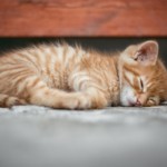 幸福度を上げる睡眠のイメージ画像