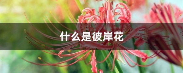 什么是彼岸花
