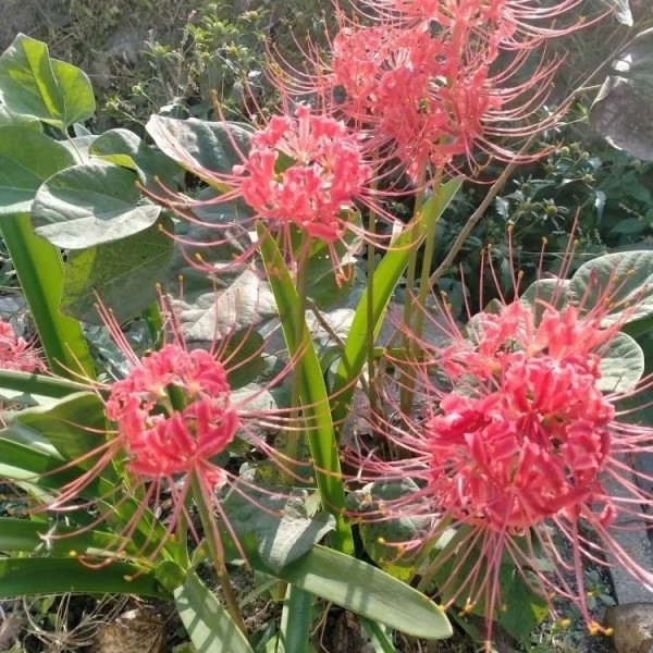 彼岸花开花照片