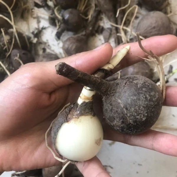 彼岸花种球种根种苗