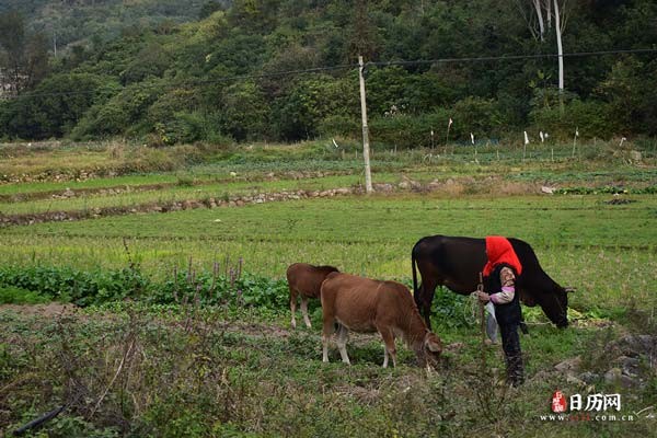 放牛和田地风景