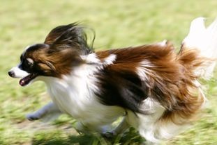 梗犬：独特气质，宠物养护指南