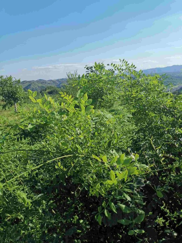 Resize,w 360,h 240