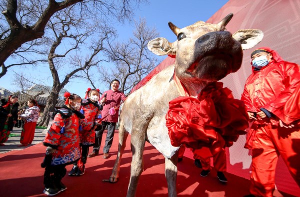 全球独特节庆：一窥世界各地的文化庆典
