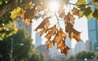 上海本周高温日五连击，立秋了怎么还这么热