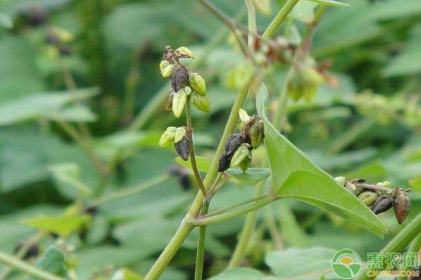 荞麦种植技术和方法-图片版权归惠农网所有