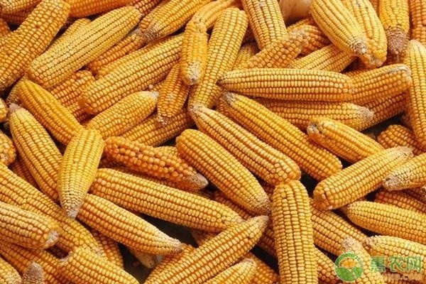 玉米高产的八个种植方法-图片版权归惠农网所有