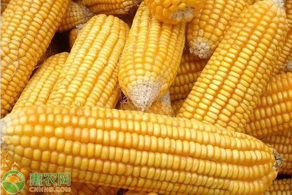 玉米高产的八个种植方法-图片版权归惠农网所有