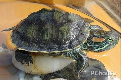 如何正确饲养巴西龟，避免常见问题？