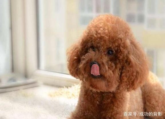 宠物狗，饲养管理要注意，这些知识你知道吗合理训练才重要