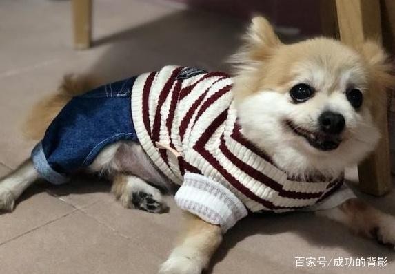 宠物狗，饲养管理要注意，这些知识你知道吗合理训练才重要