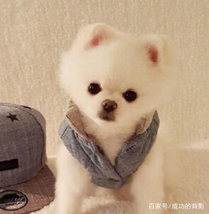 宠物狗，饲养管理要注意，这些知识你知道吗合理训练才重要