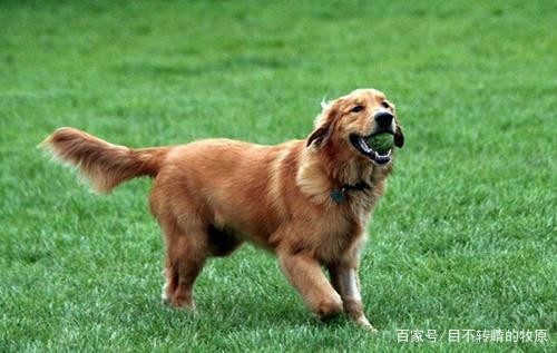 宠物饲养知识分享狗狗吃啥能增大骨架，大型犬吃什么长骨架