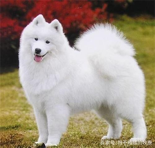 宠物饲养知识狗吃什么可以长骨架，狗吃什么骨架大