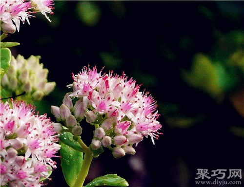 八宝景天怎么养 多肉八宝景天的繁殖方法