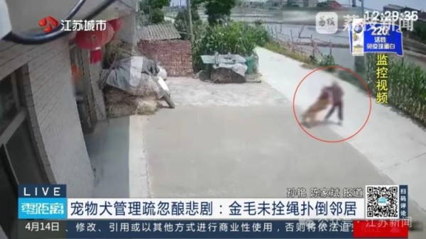 八旬老人被邻居金毛扑倒致死，邻居不愿赔10万，法院：赔40万！