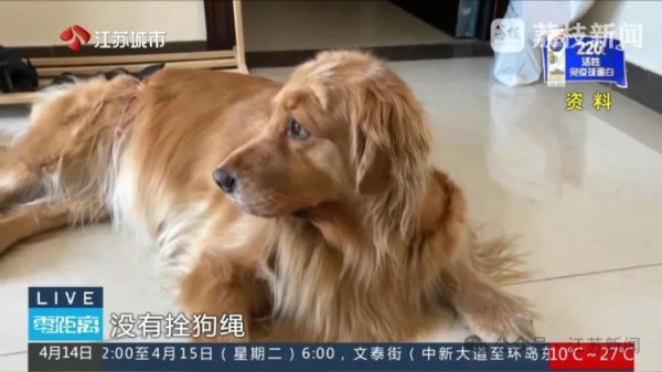 八旬老人被邻居金毛扑倒致死，邻居不愿赔10万，法院：赔40万！