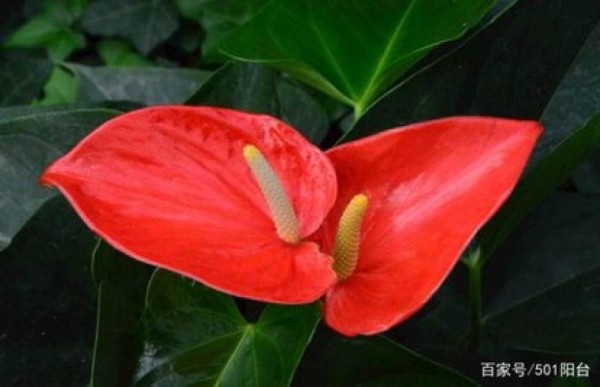 花卉