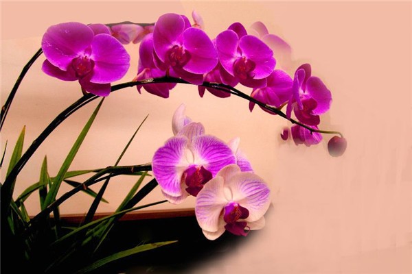 室内观赏植物养护