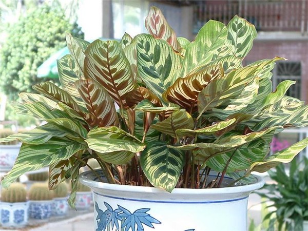 室内观赏植物