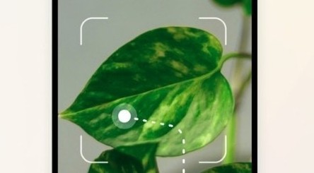 植物养护指南