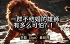 一群不结婚的雄狮，有多么可怕?!